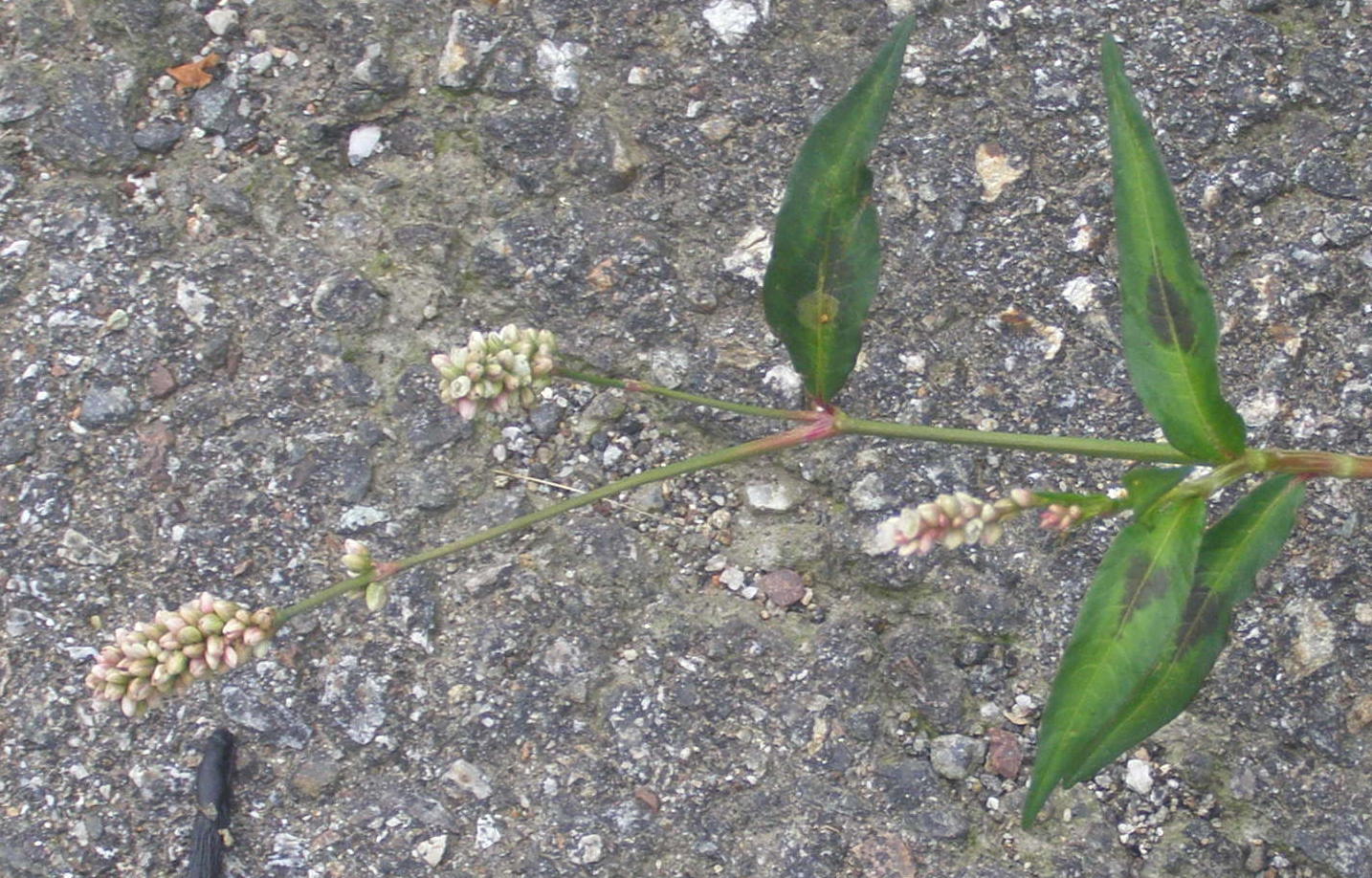 Polygonacea:  Persicaria cfr. lapathifolia